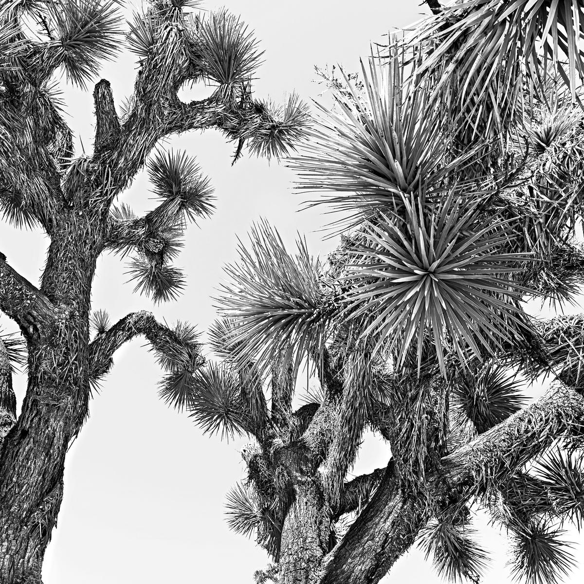 Joshua Tree