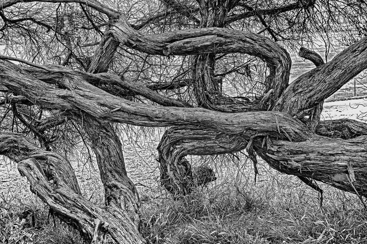 Bäume, San Francisco