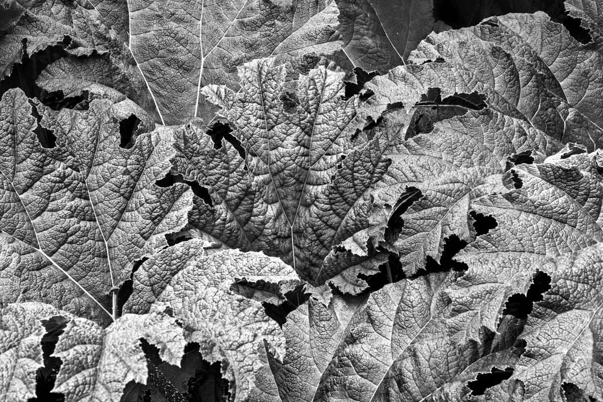 Blätter, San Francisco