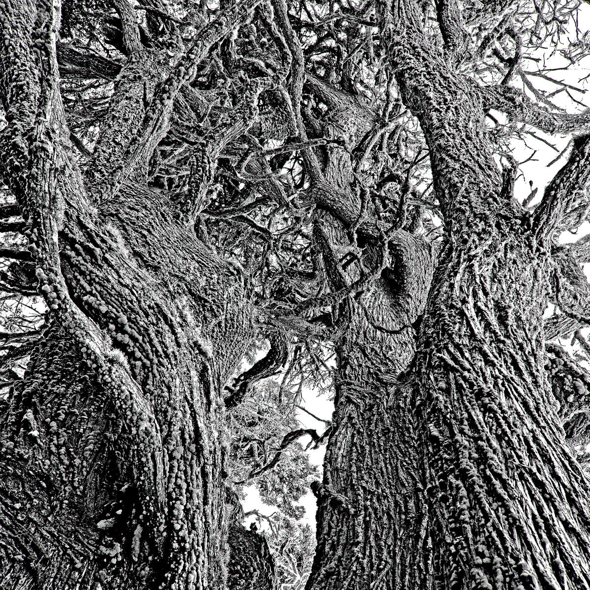 Bäume III, Monterey